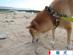 にほんブログ村 犬ブログ 柴犬へ