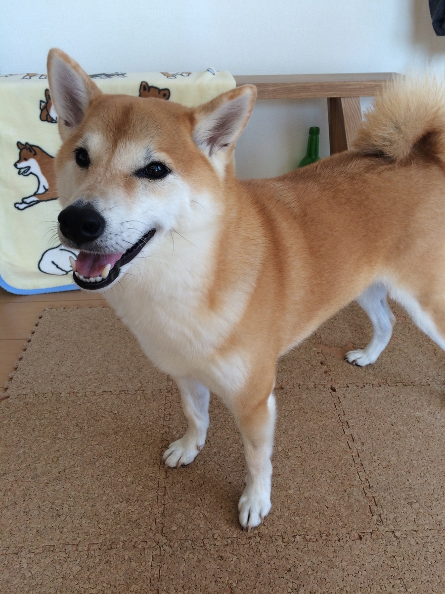 f:id:zechio:20200906140403j:plain f:id:zechio:20200906140403j:plain