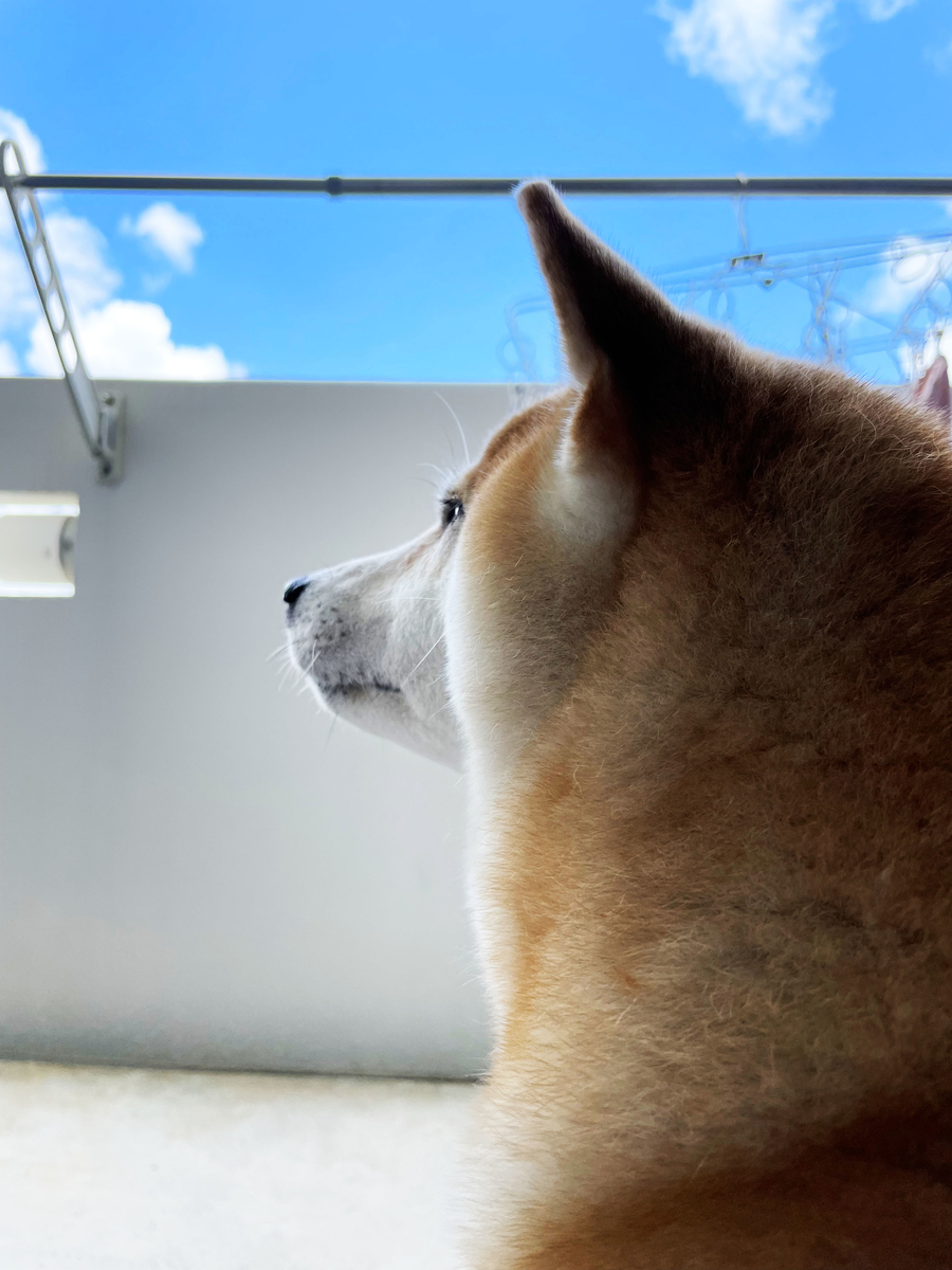 柴犬の横顔