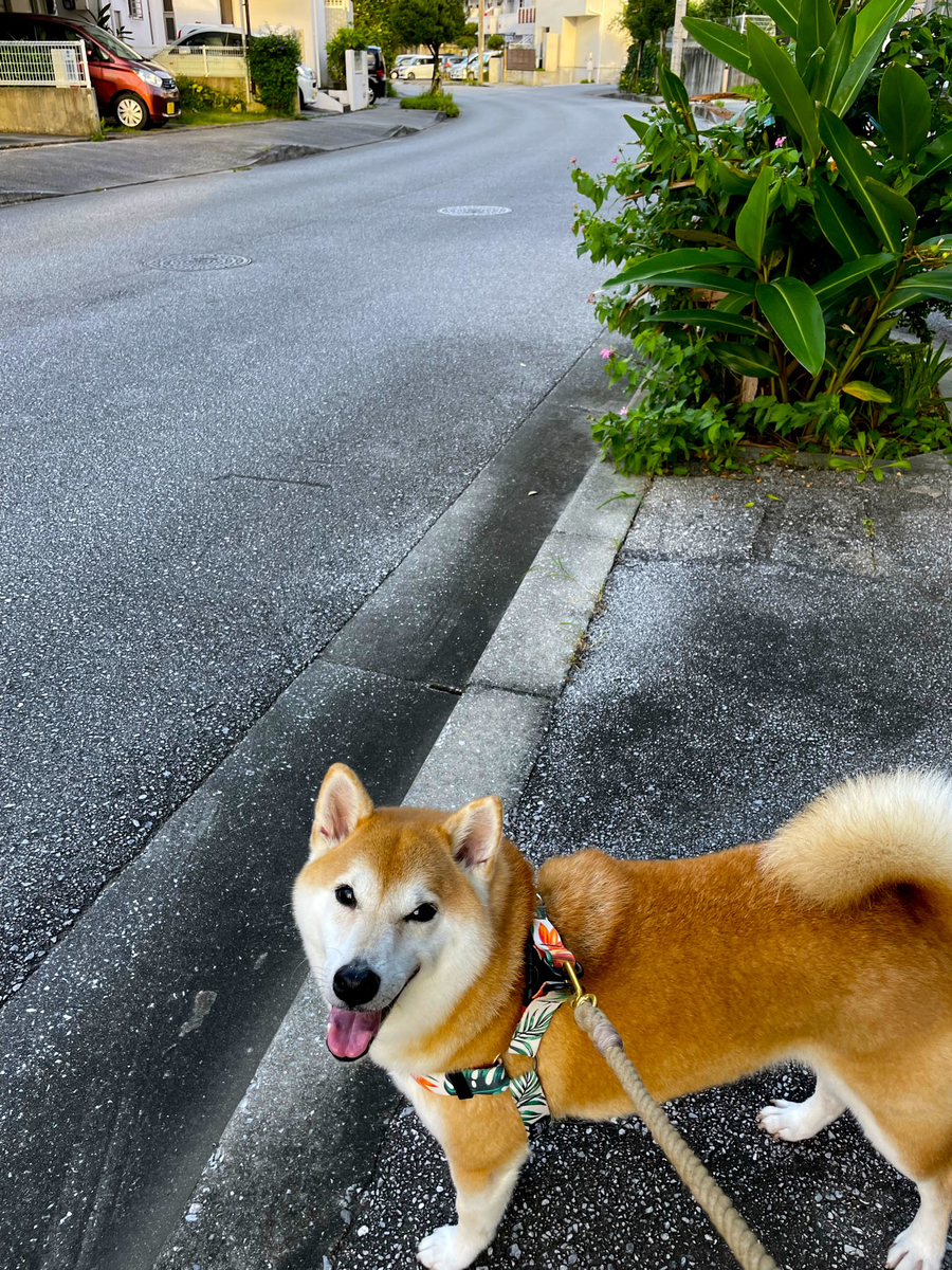 笑う犬