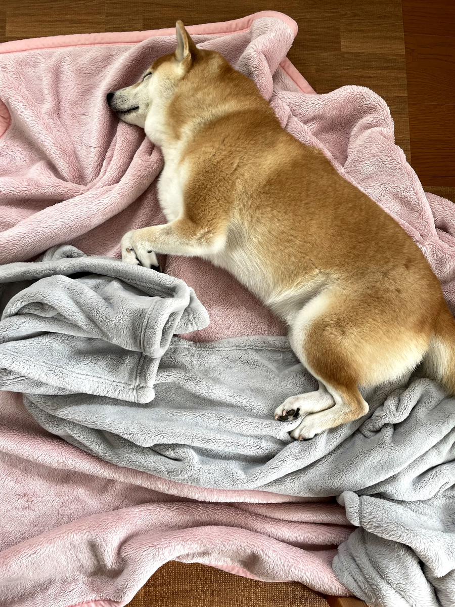 眠る犬