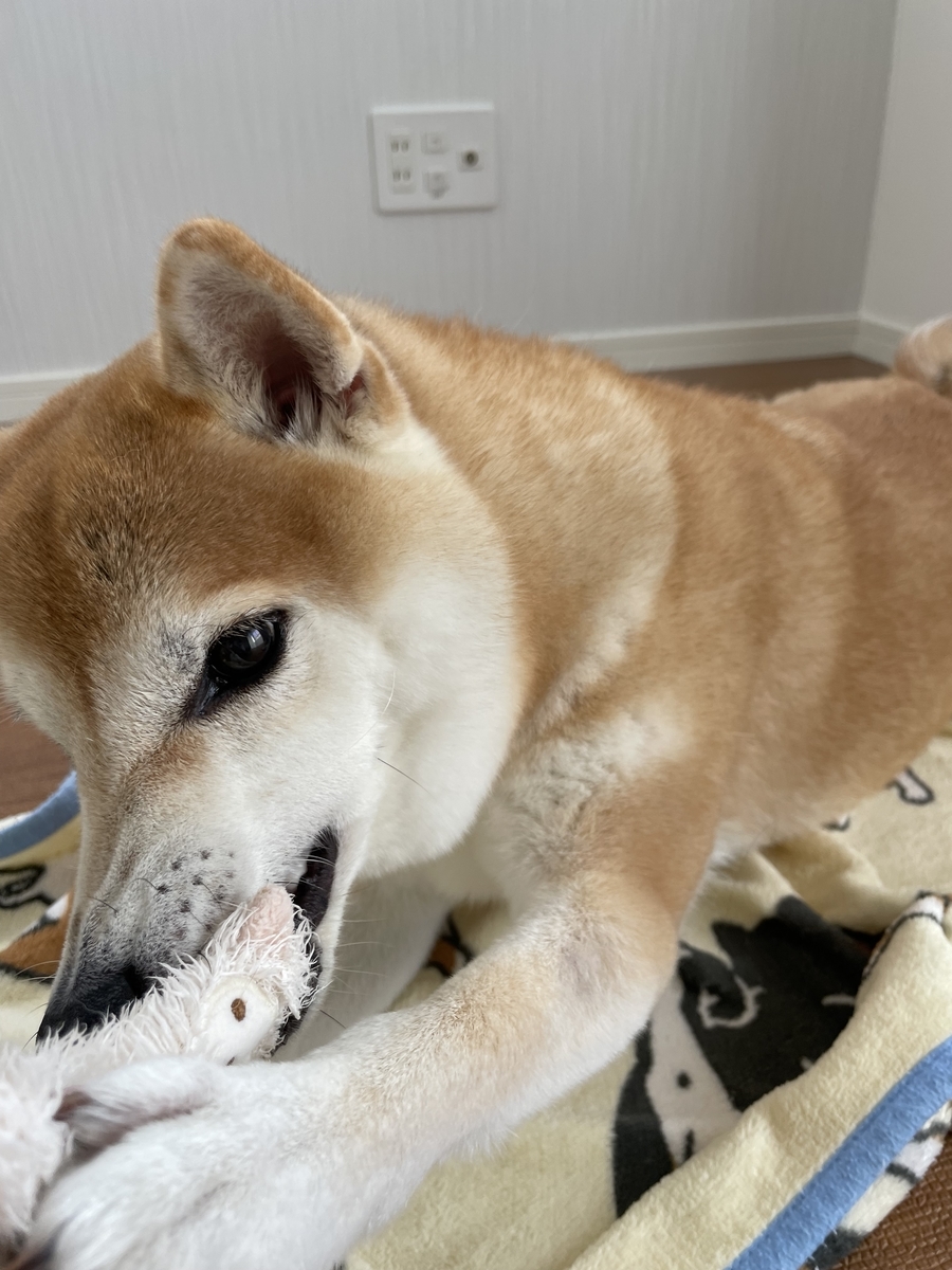 遊ぶ犬