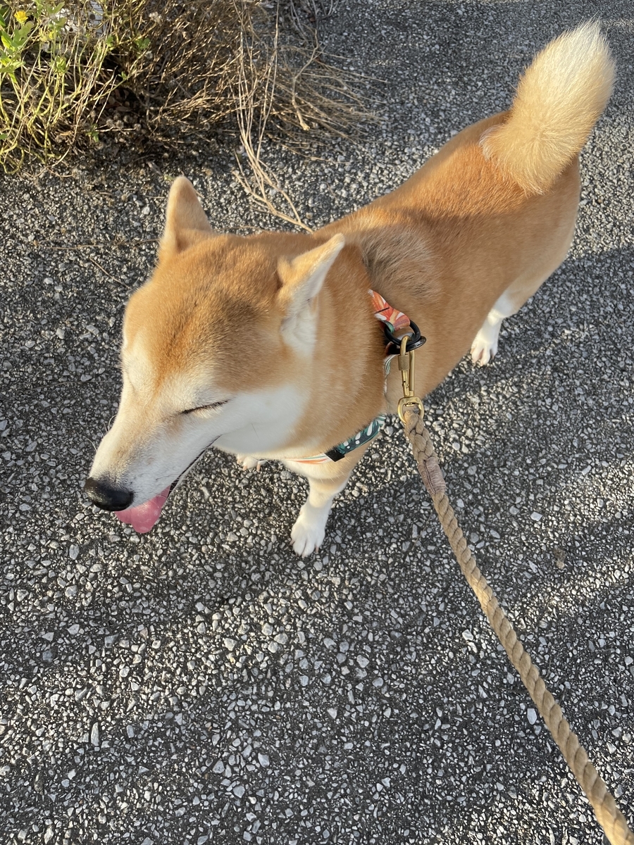 目を瞑る犬