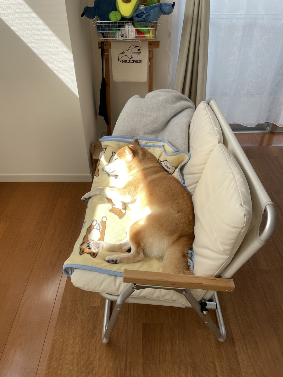 眠る犬