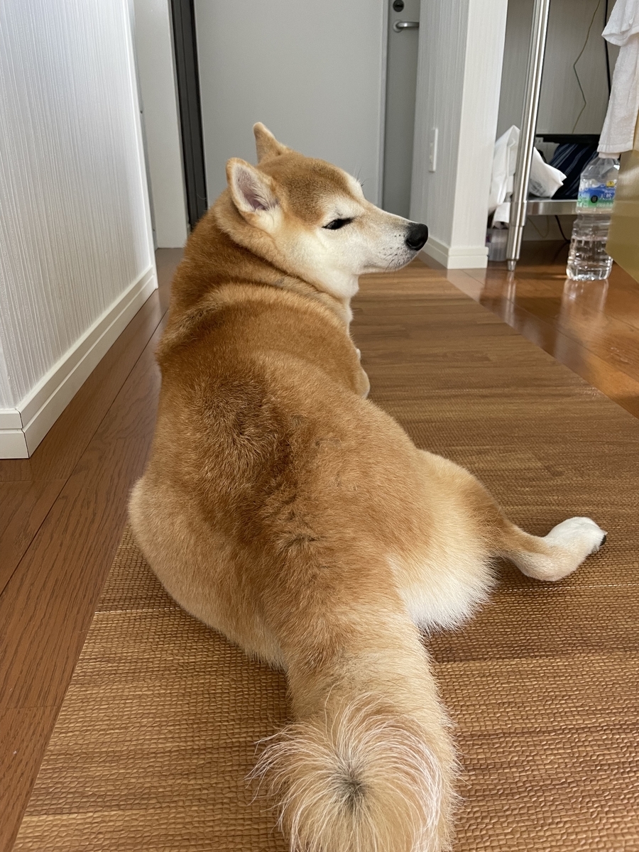 振り向く柴犬