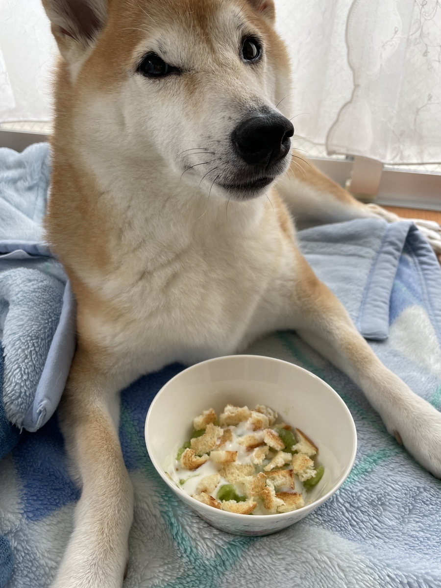 見つめる犬