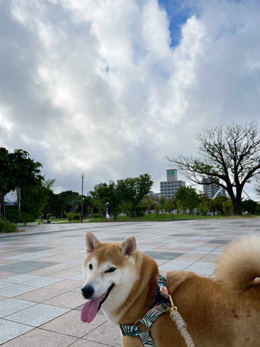 振り向く犬