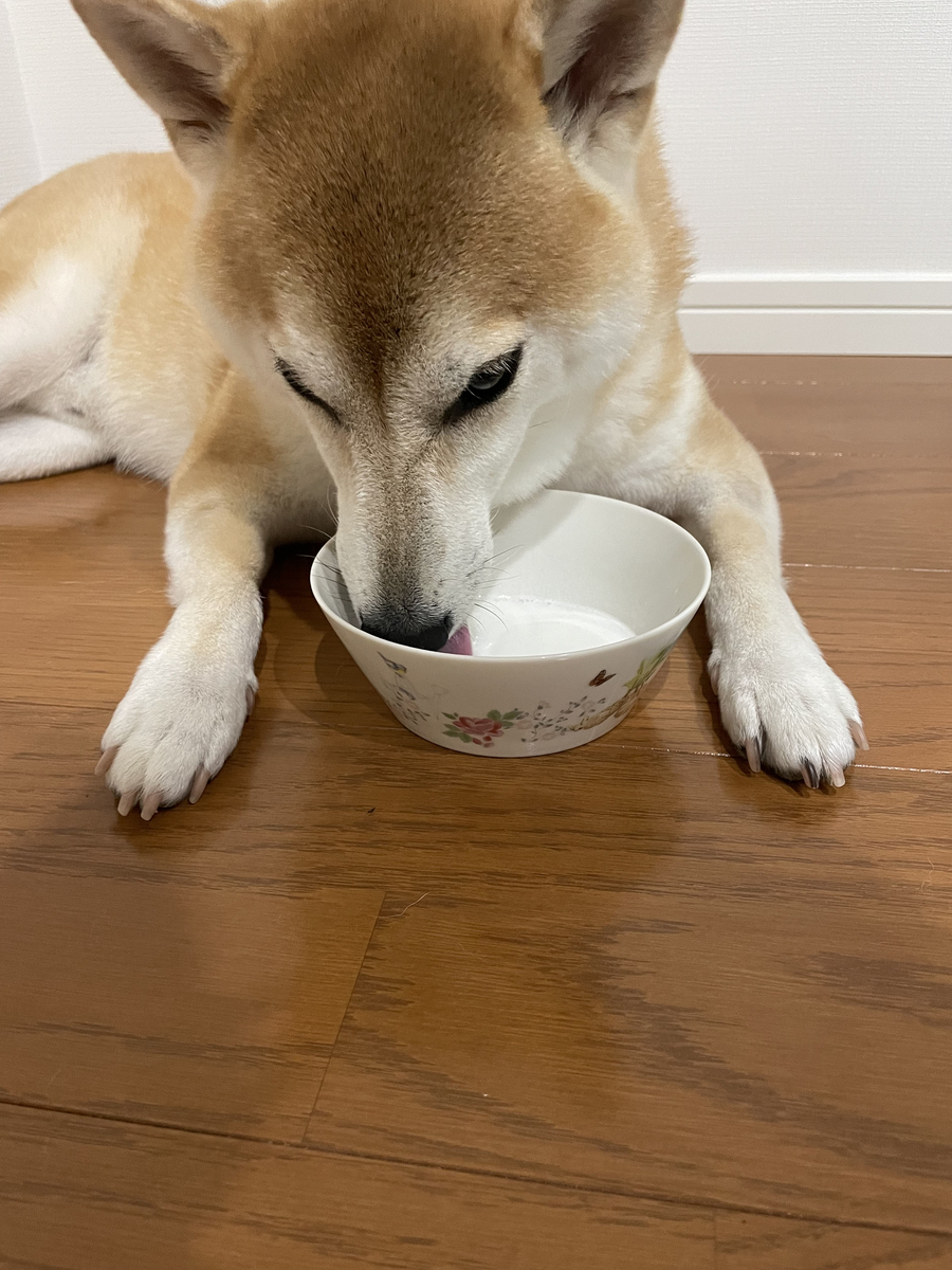 ミルクを飲む犬