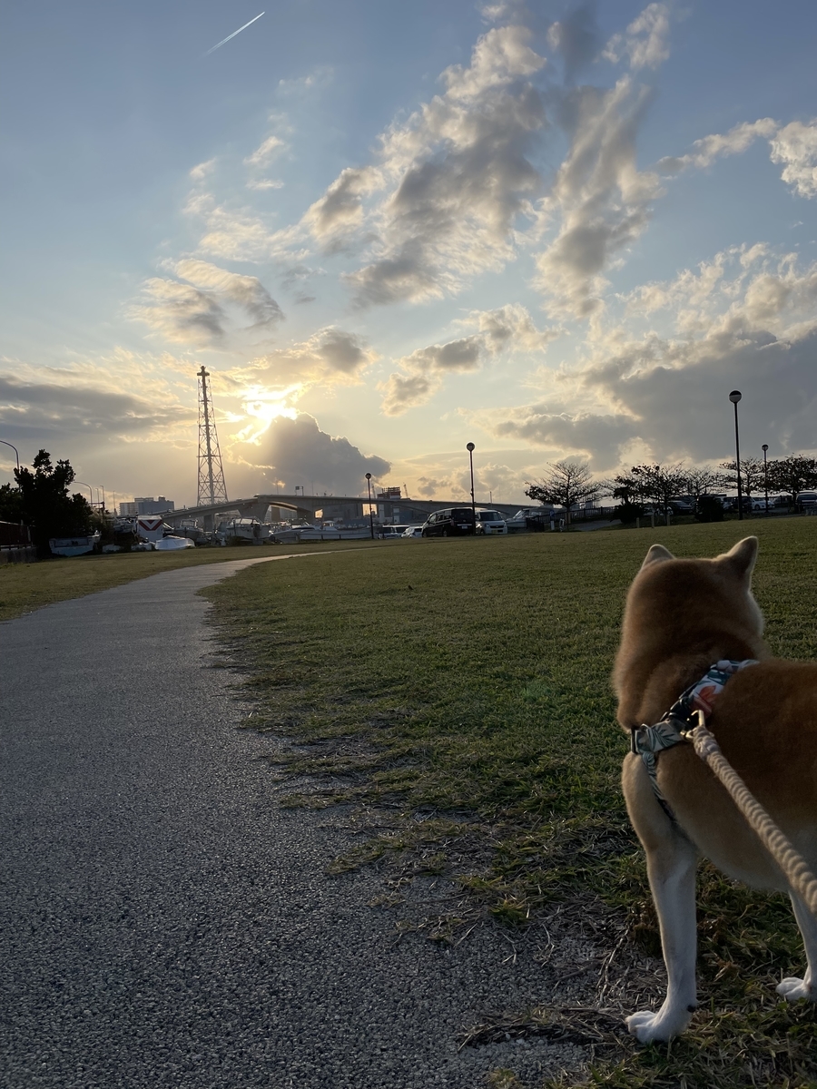 雲と犬