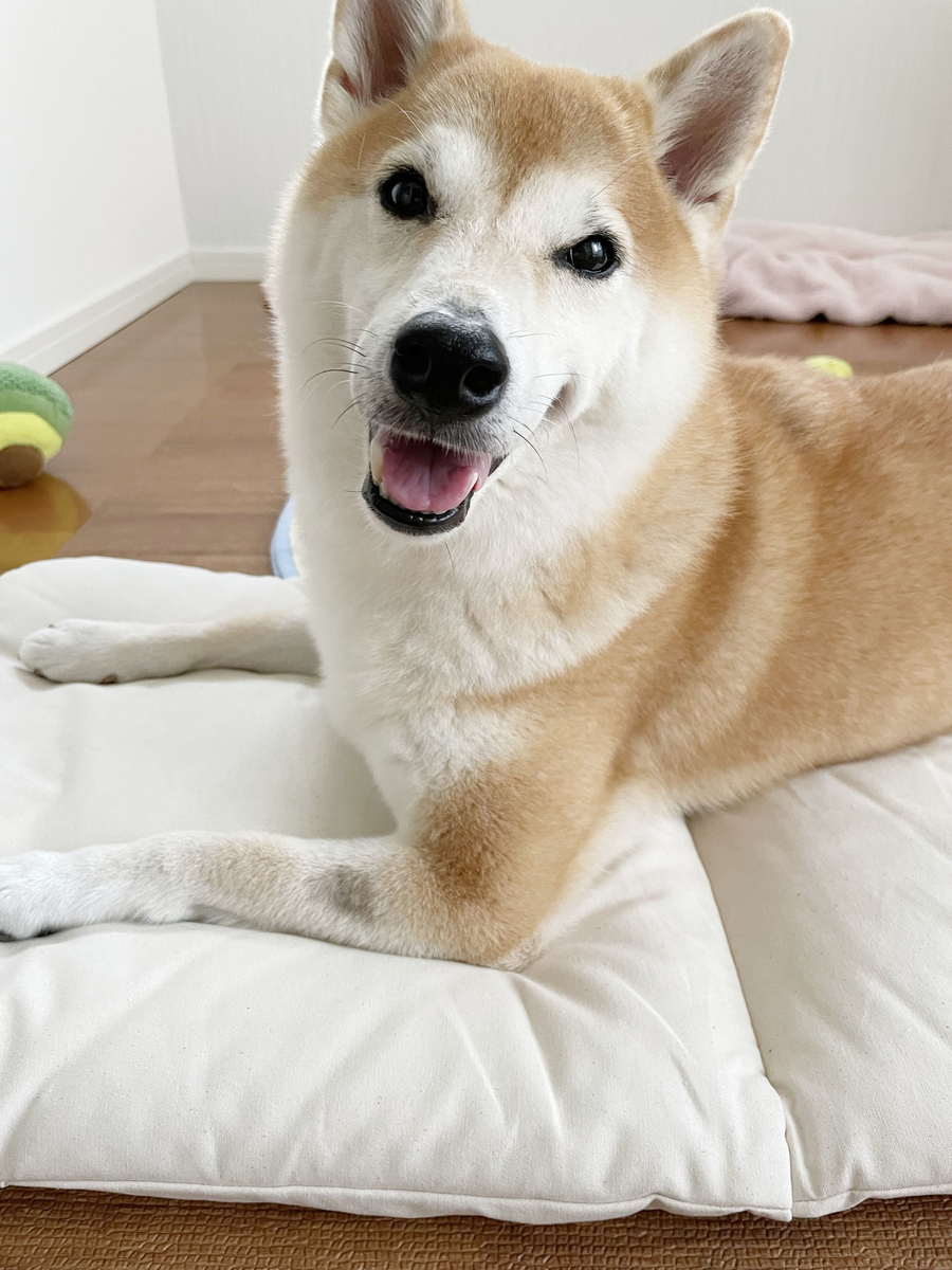 笑う犬