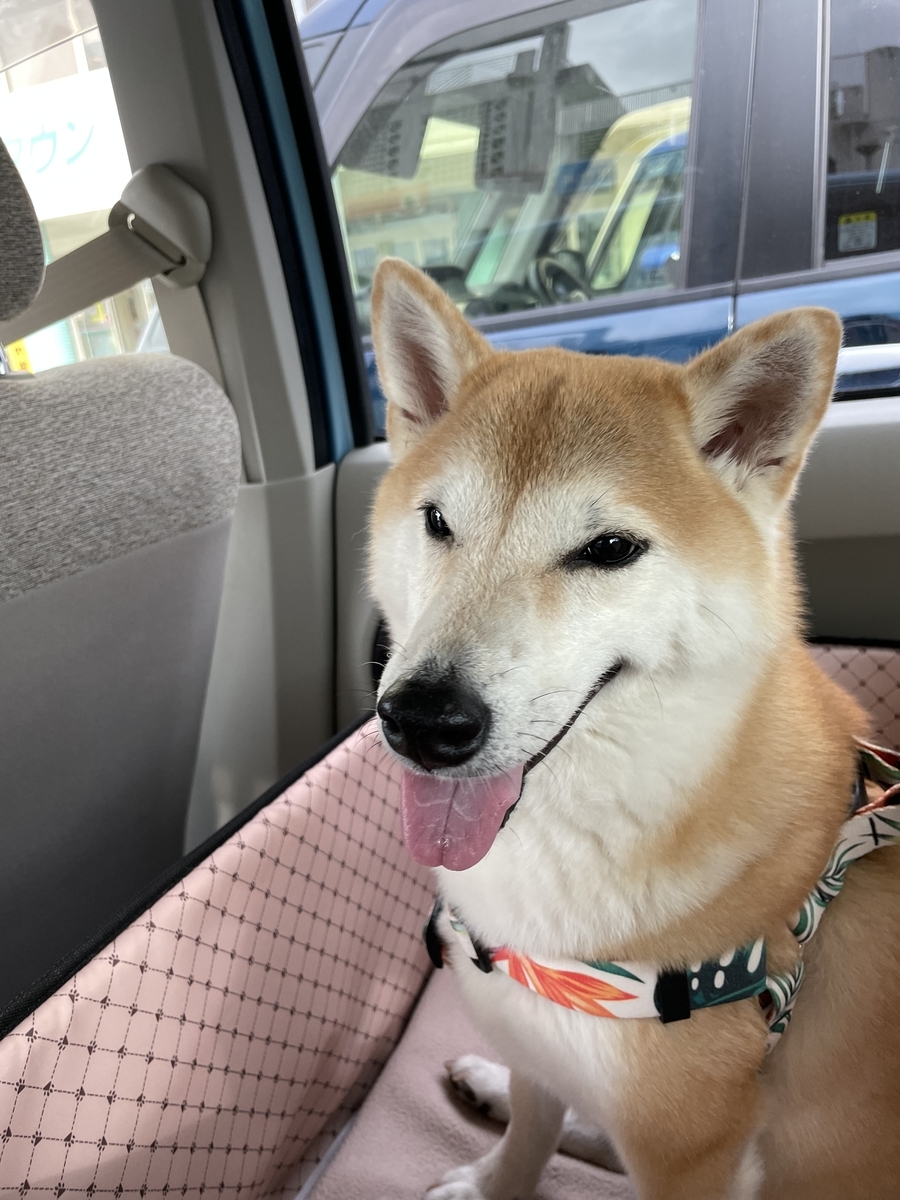 車に乗る犬