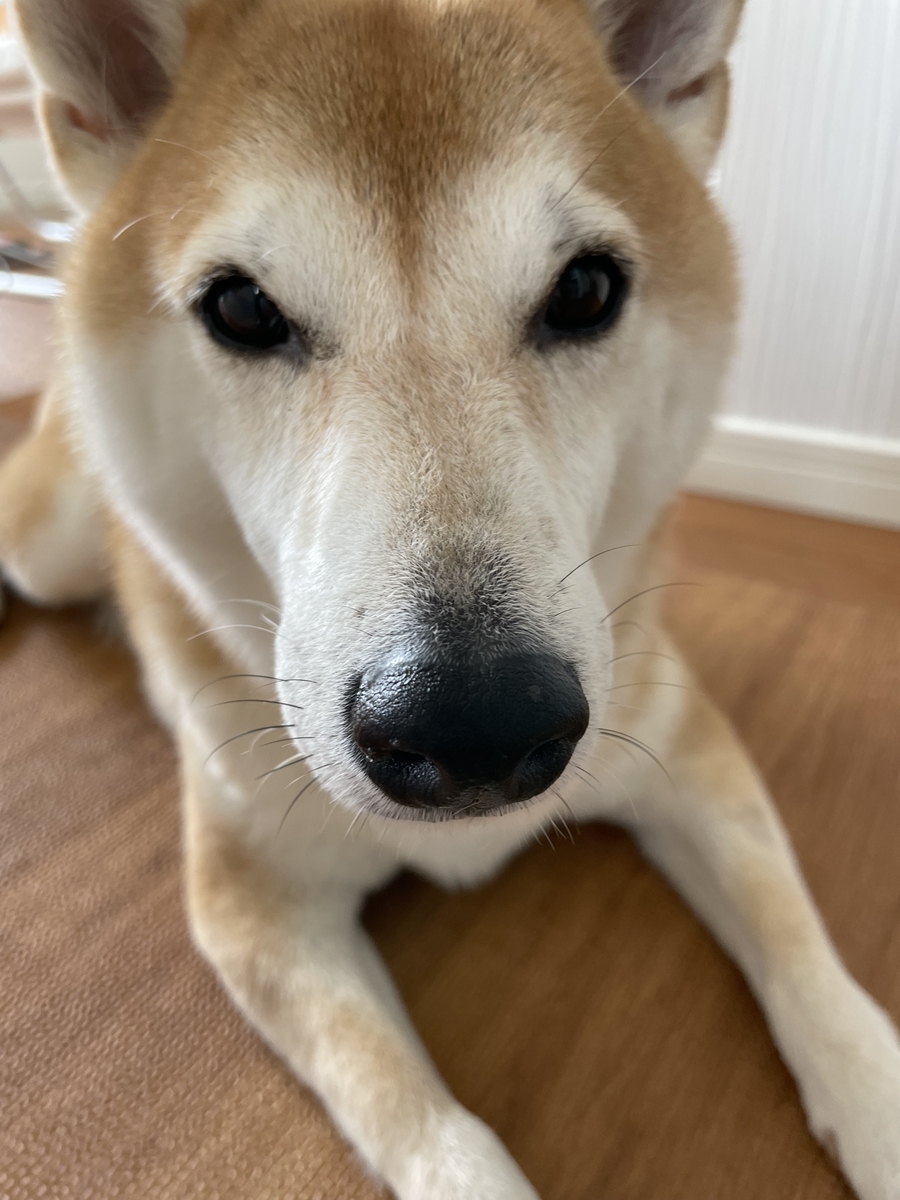 アップな犬