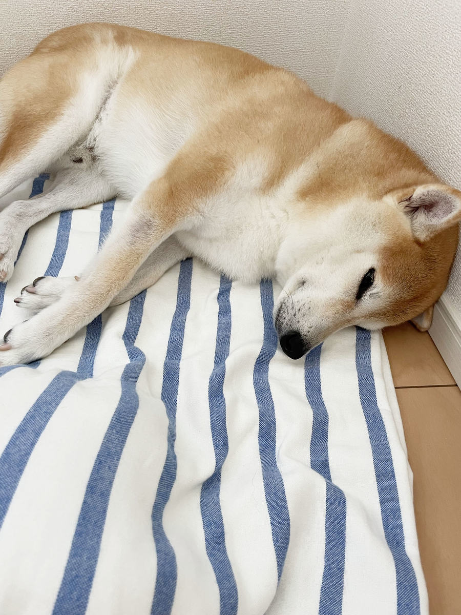 眠る犬2