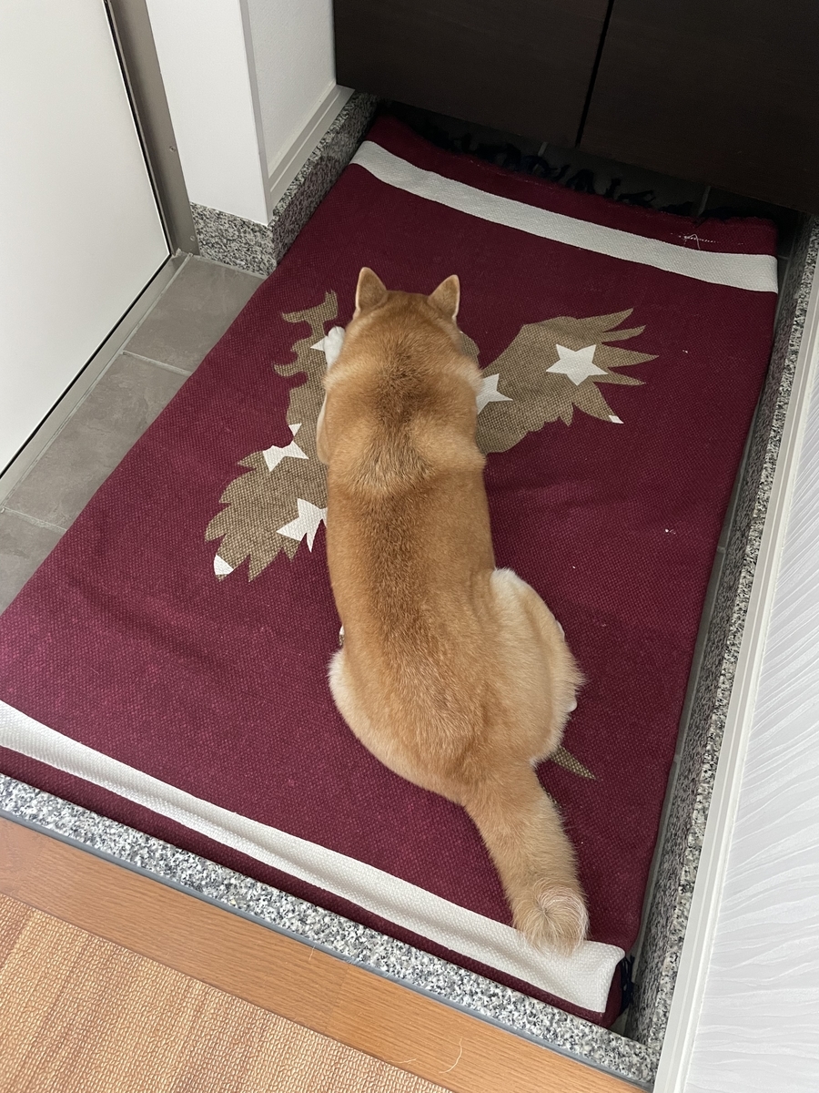 伏せする犬