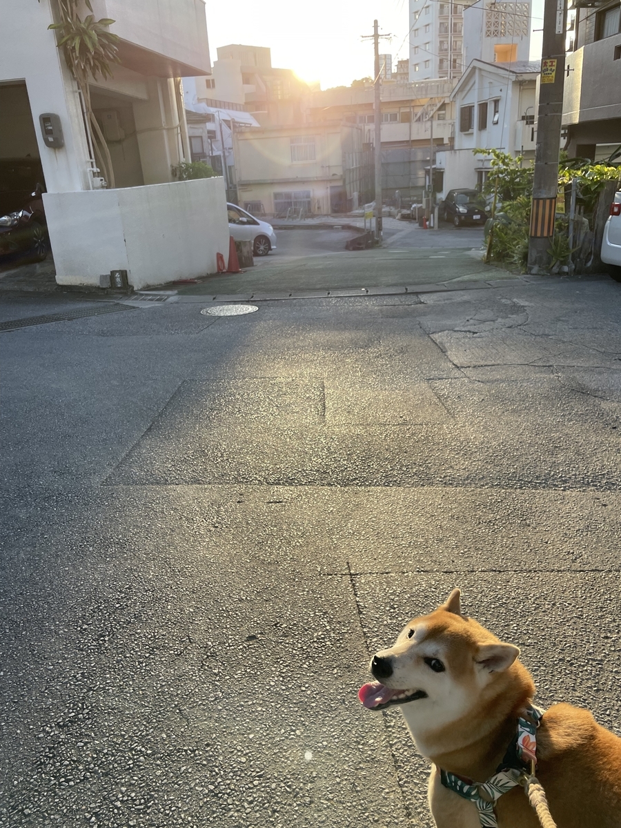 朝日と犬