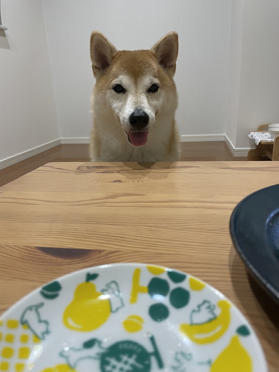 見つめる犬