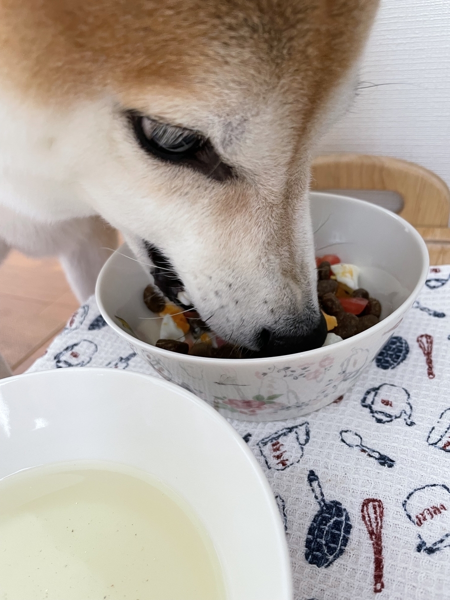 ご飯を食べる犬