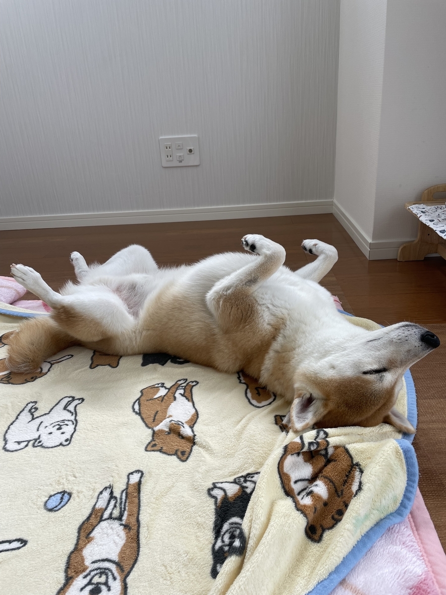 仰向けで眠る犬