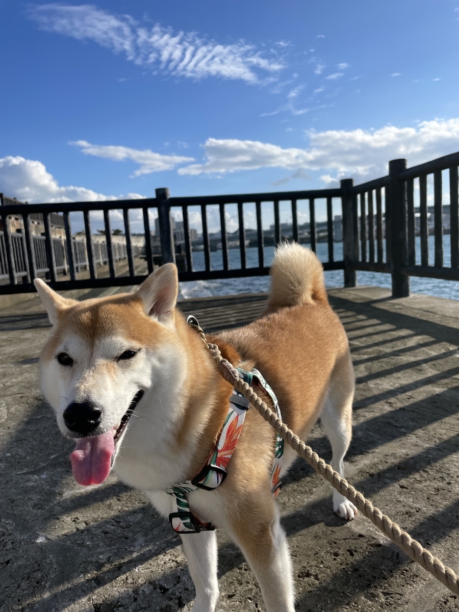 海と犬