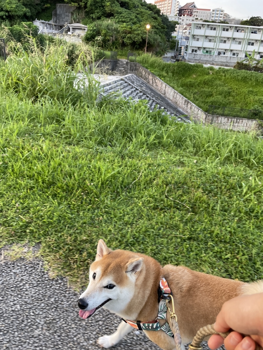 歩く犬