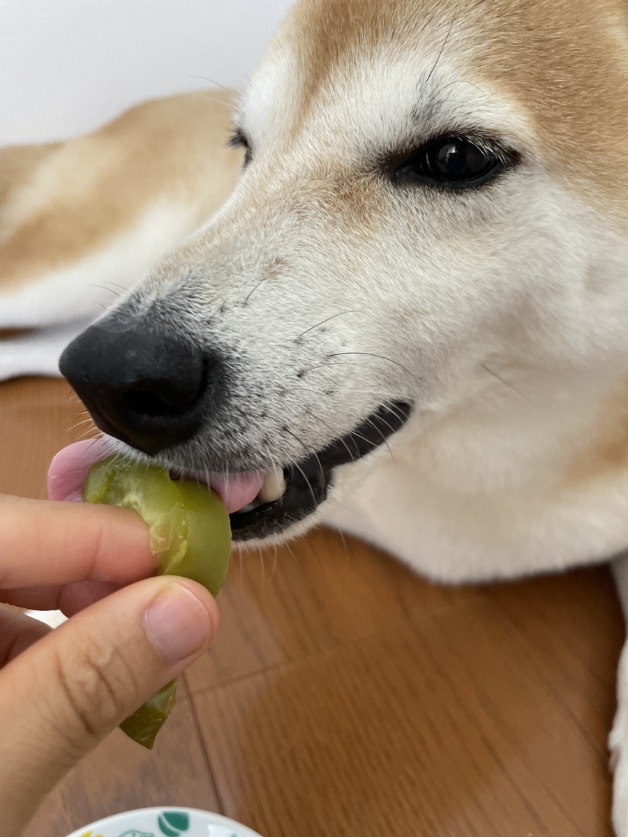 おやつを食べる犬