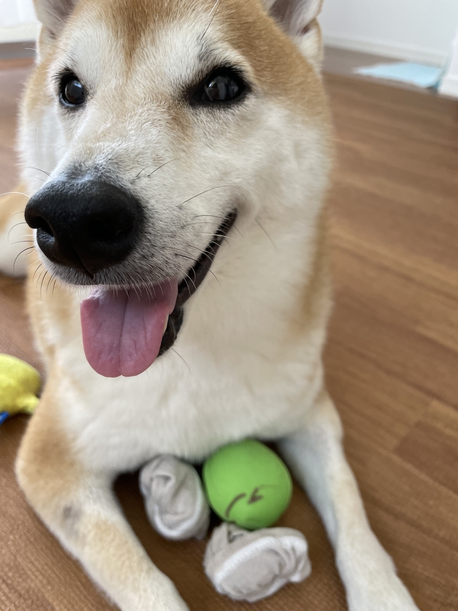 笑う犬
