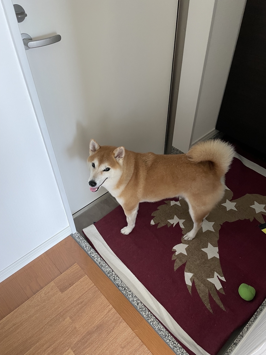玄関にいる犬