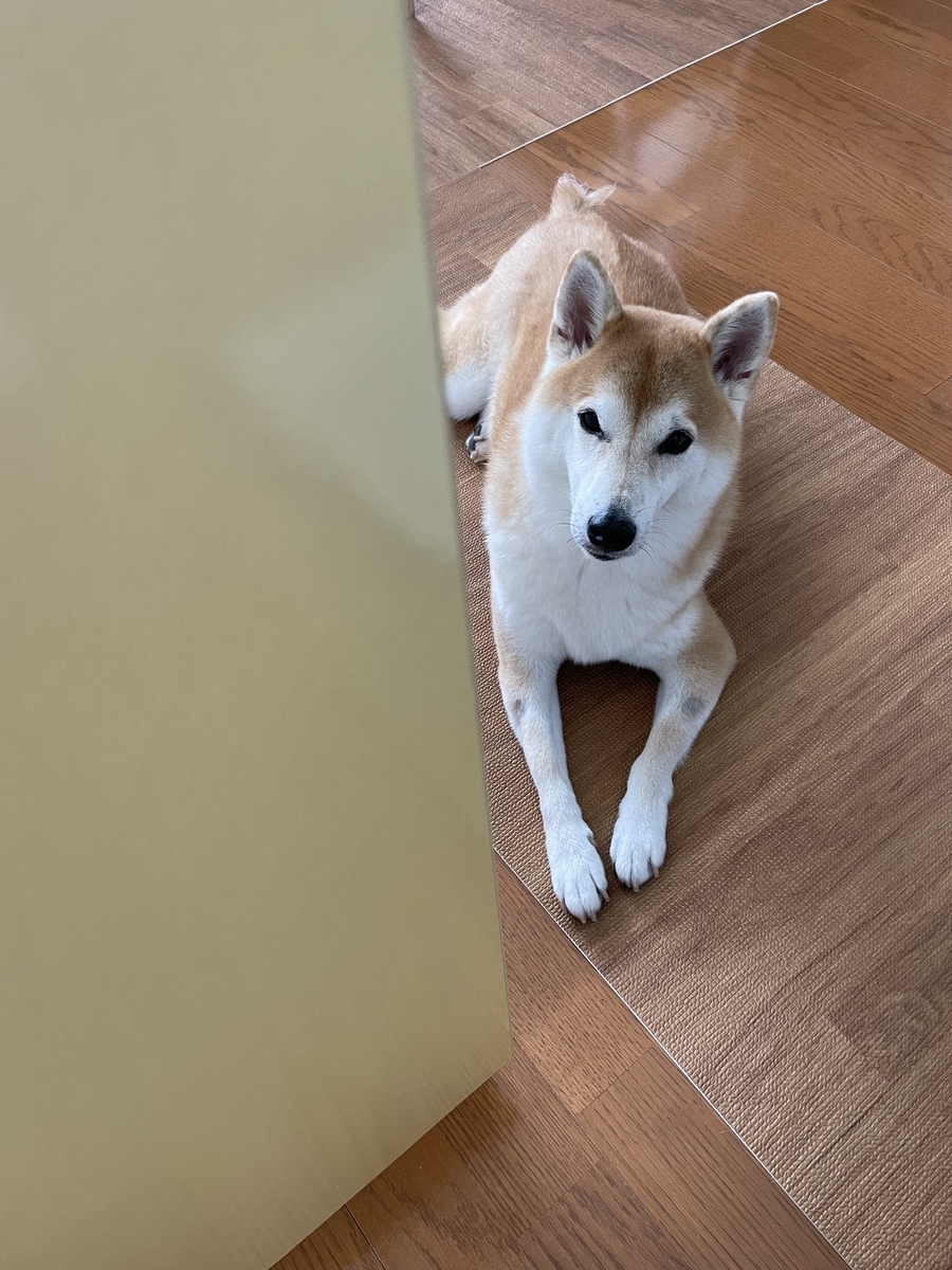 見つめる犬