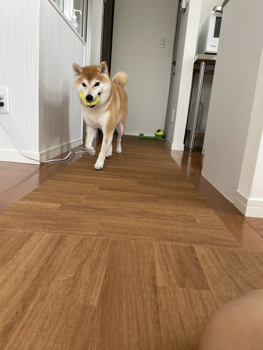 走る犬
