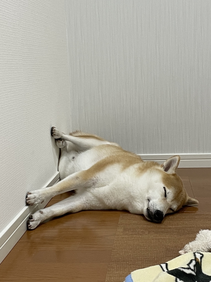 眠る犬