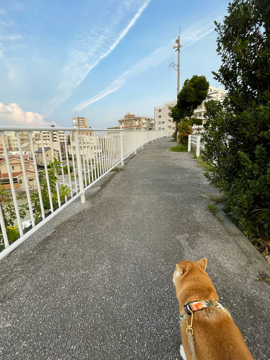 空と犬