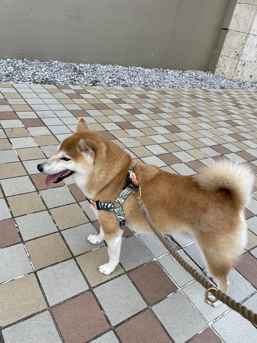 散歩中の犬