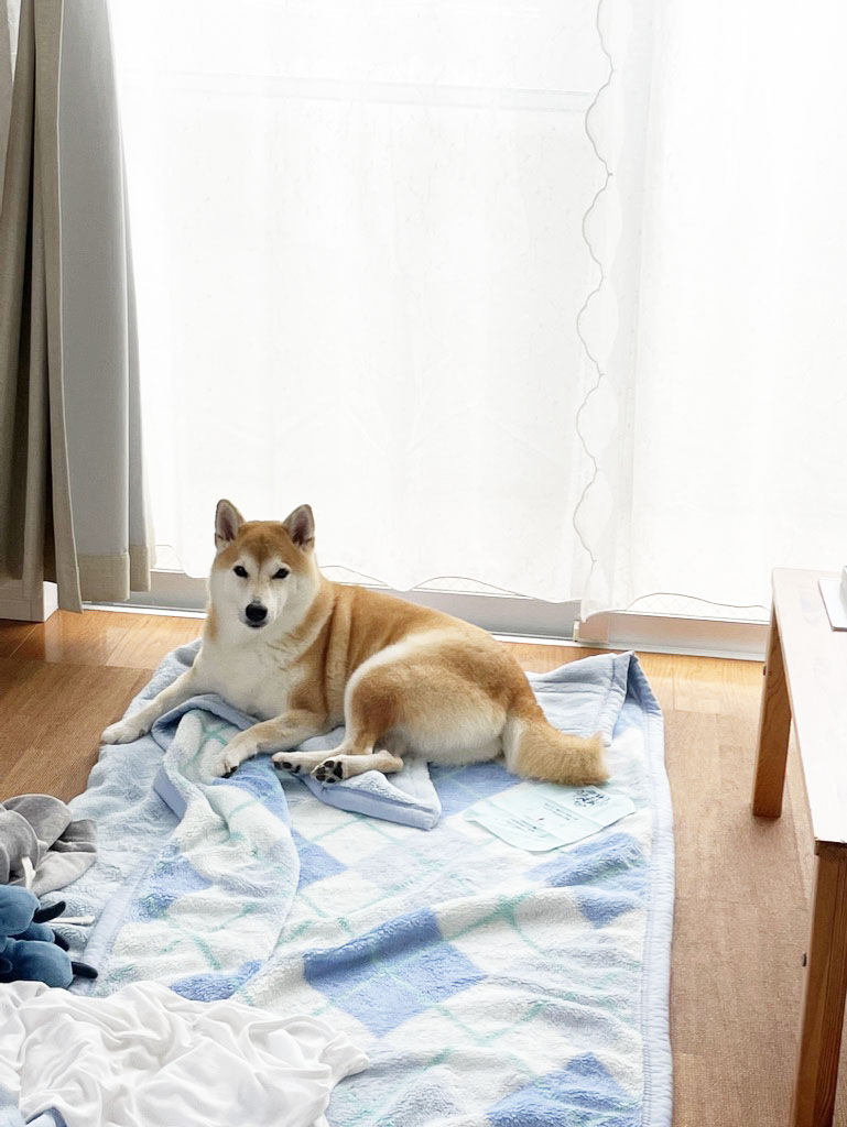 真顔の犬