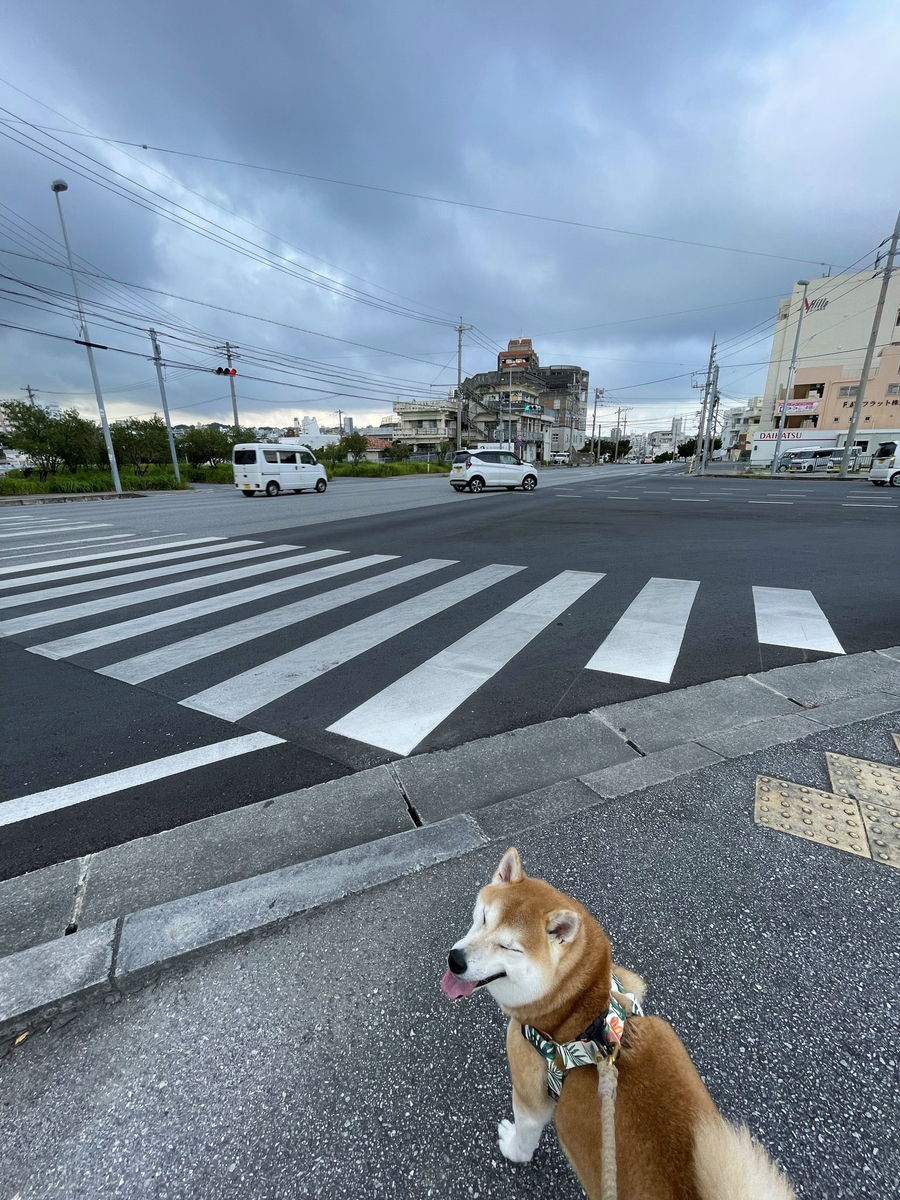 こちらを見る犬