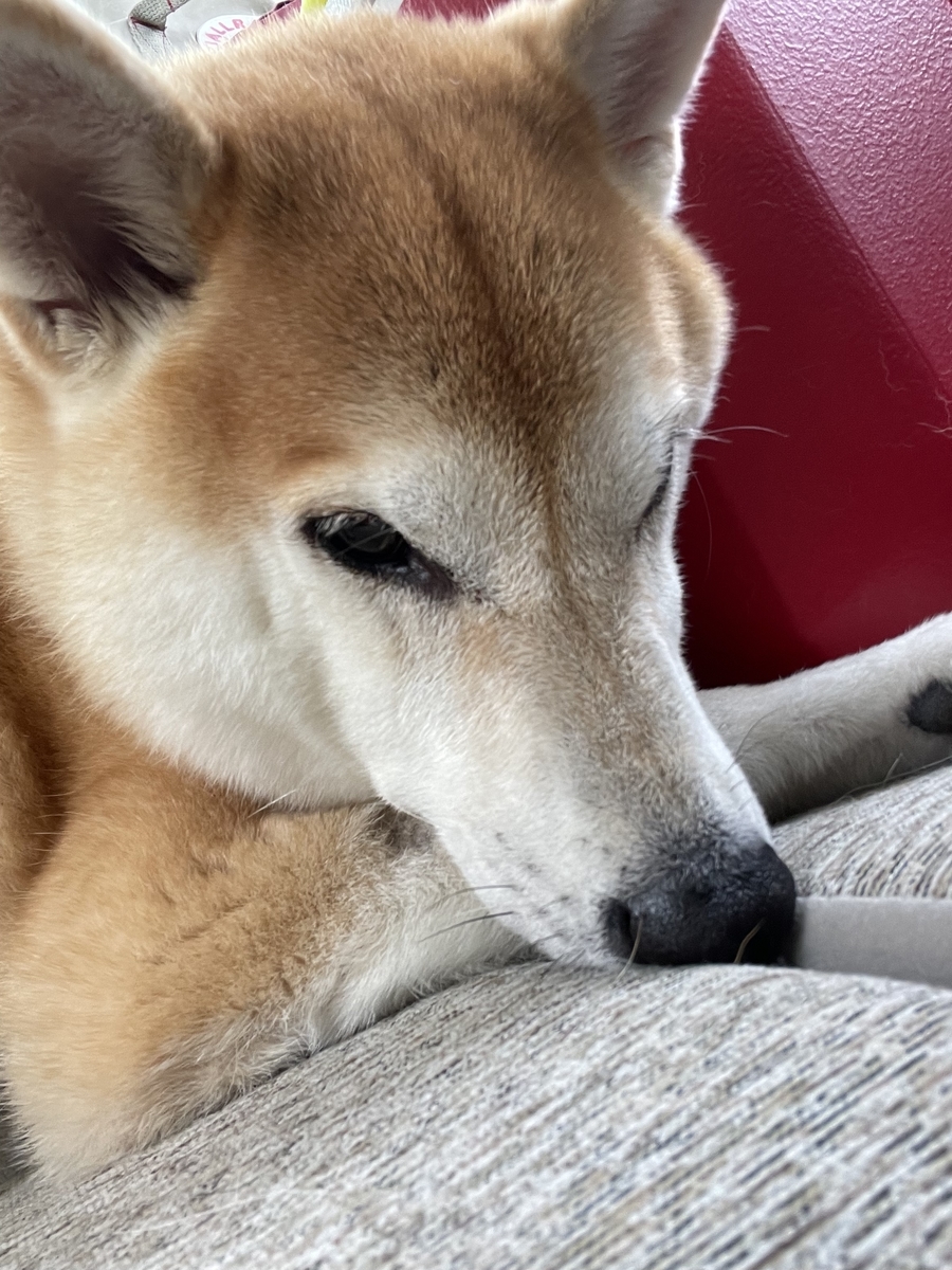 耐える犬