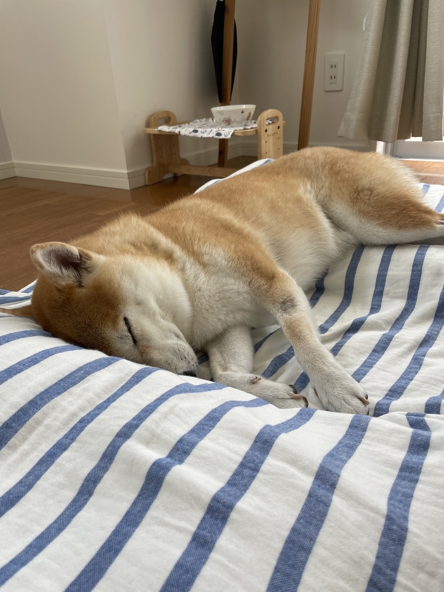 眠る犬