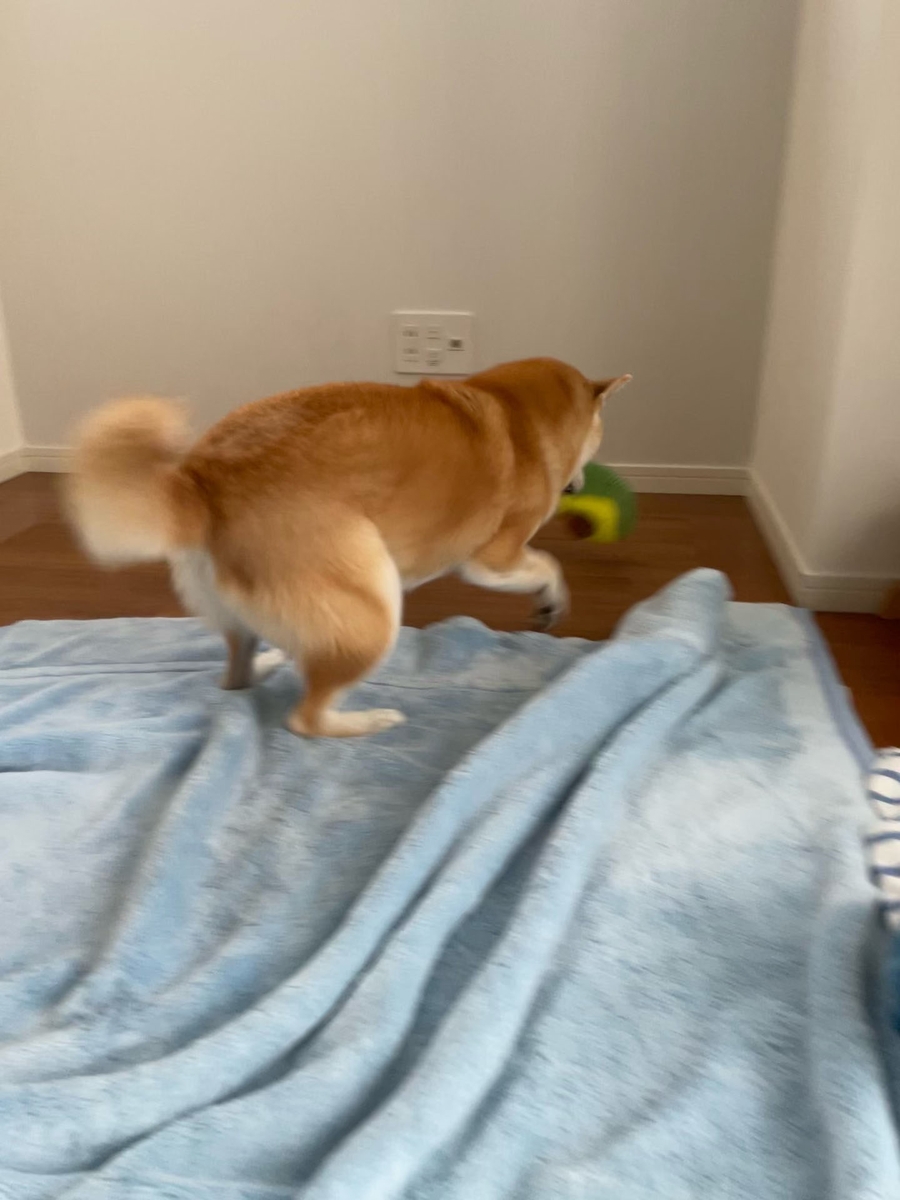 遊ぶ犬