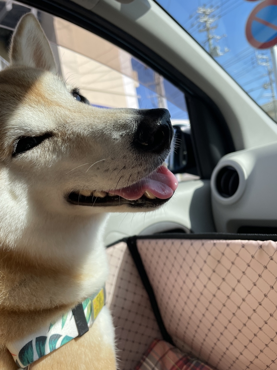笑う犬