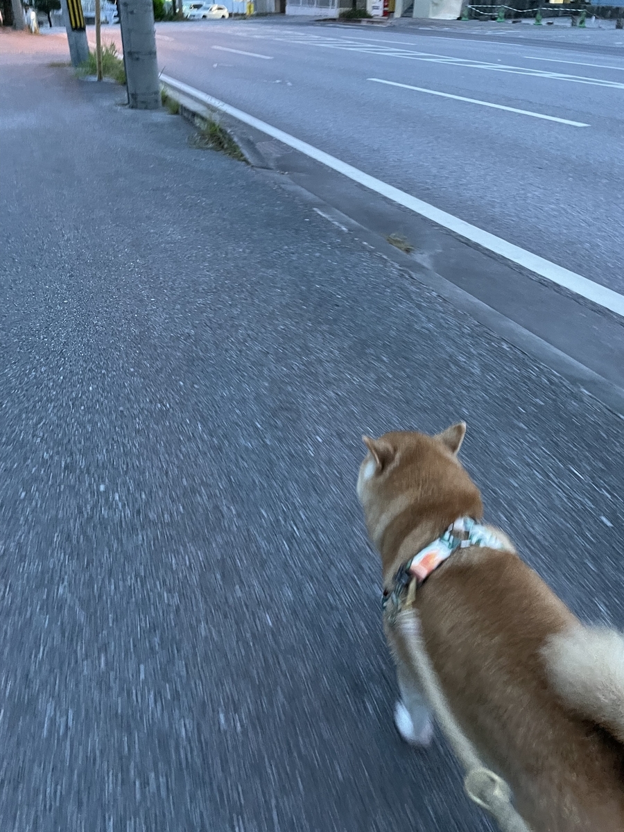 走る犬