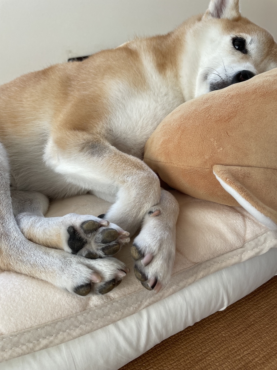 眠る犬