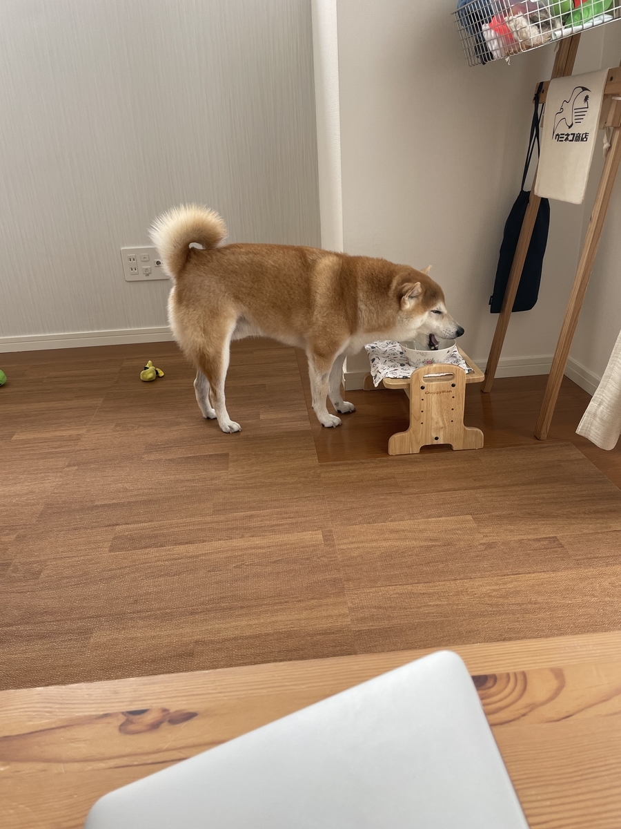 食べる犬