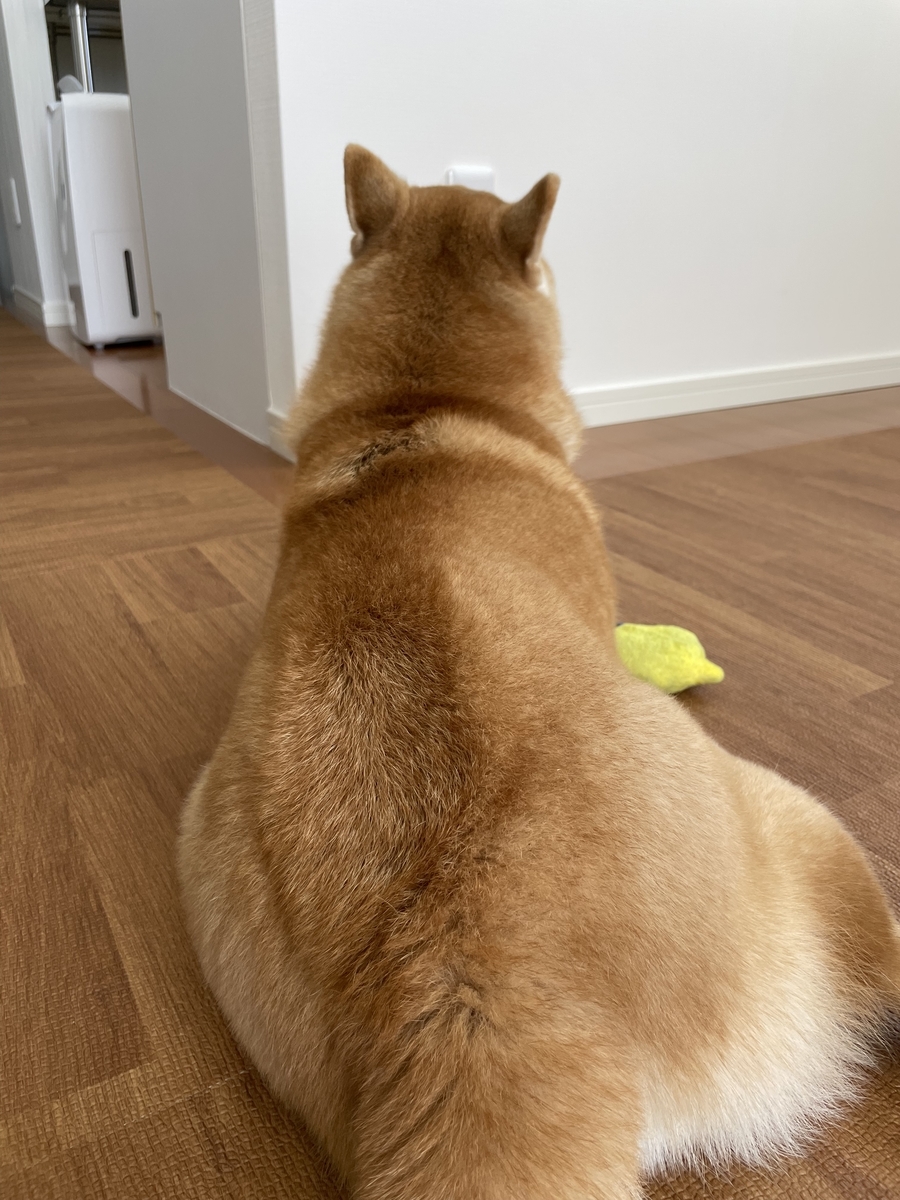犬の後ろ姿