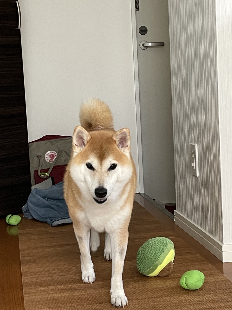 歩く犬