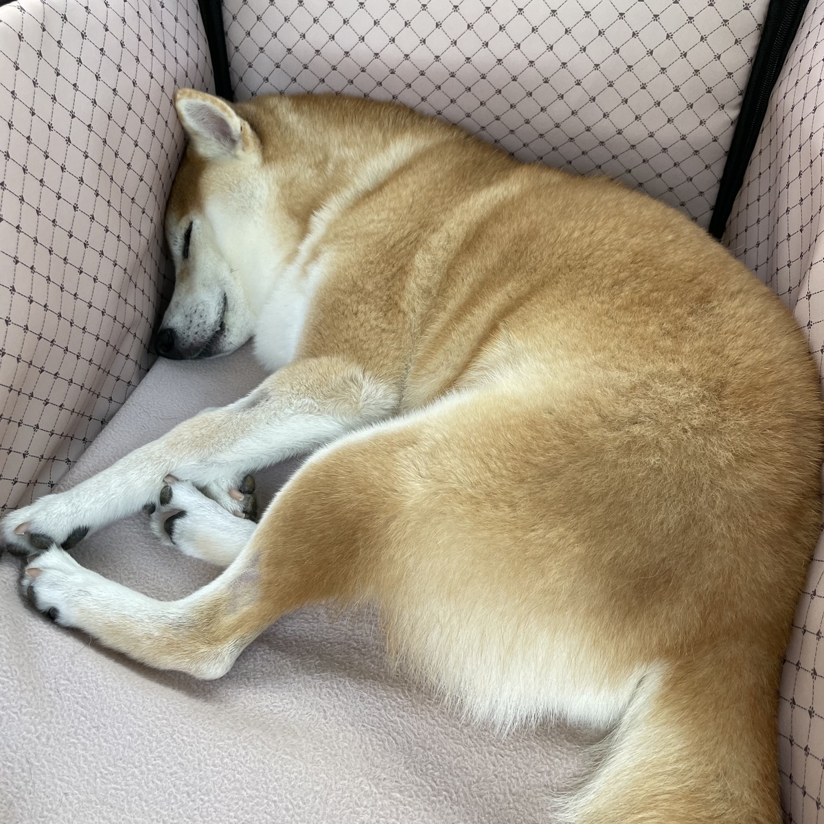 眠る犬