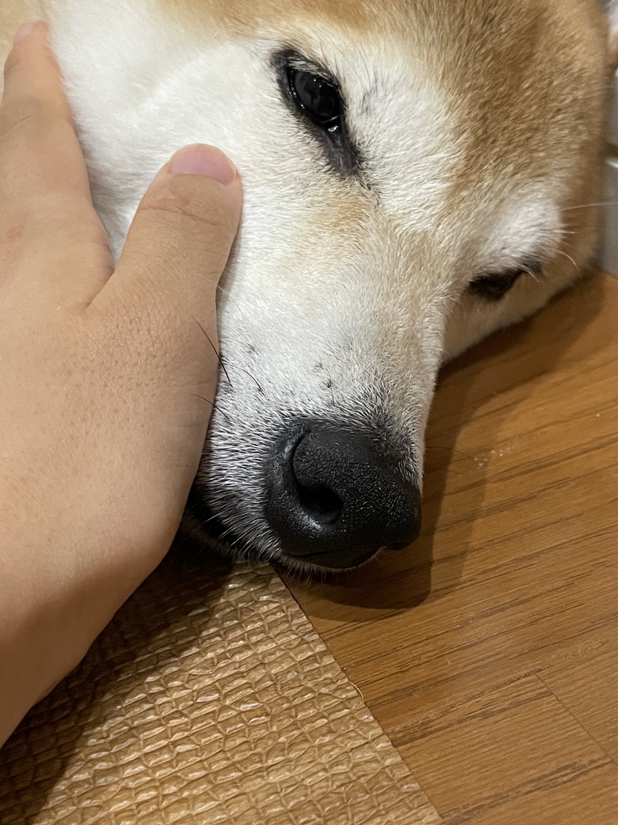 手を添えられる犬