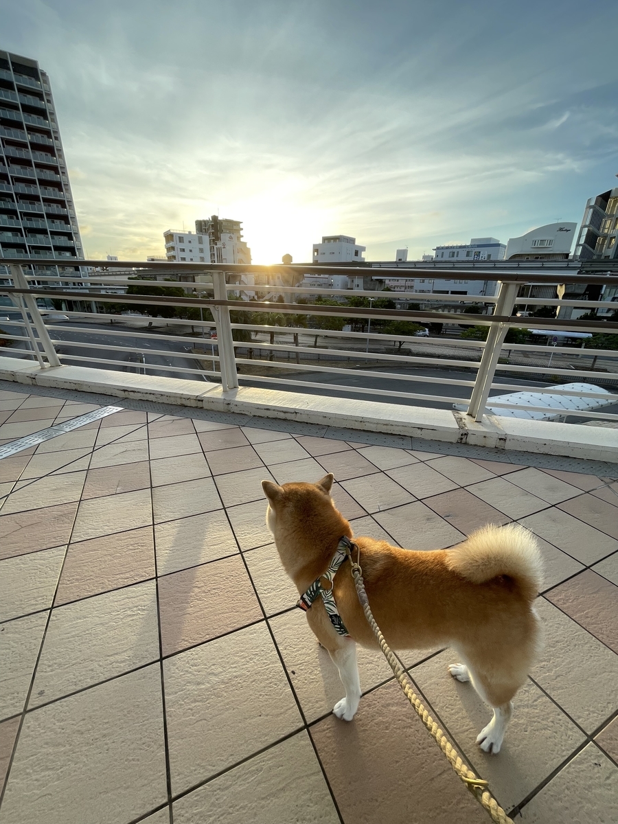 朝日と犬