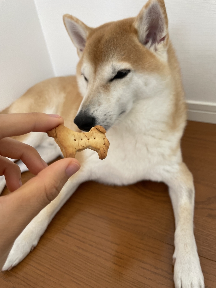 クッキーと犬