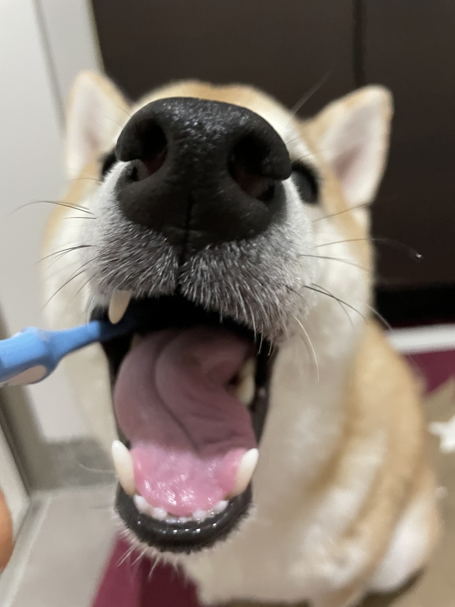 歯を磨く犬