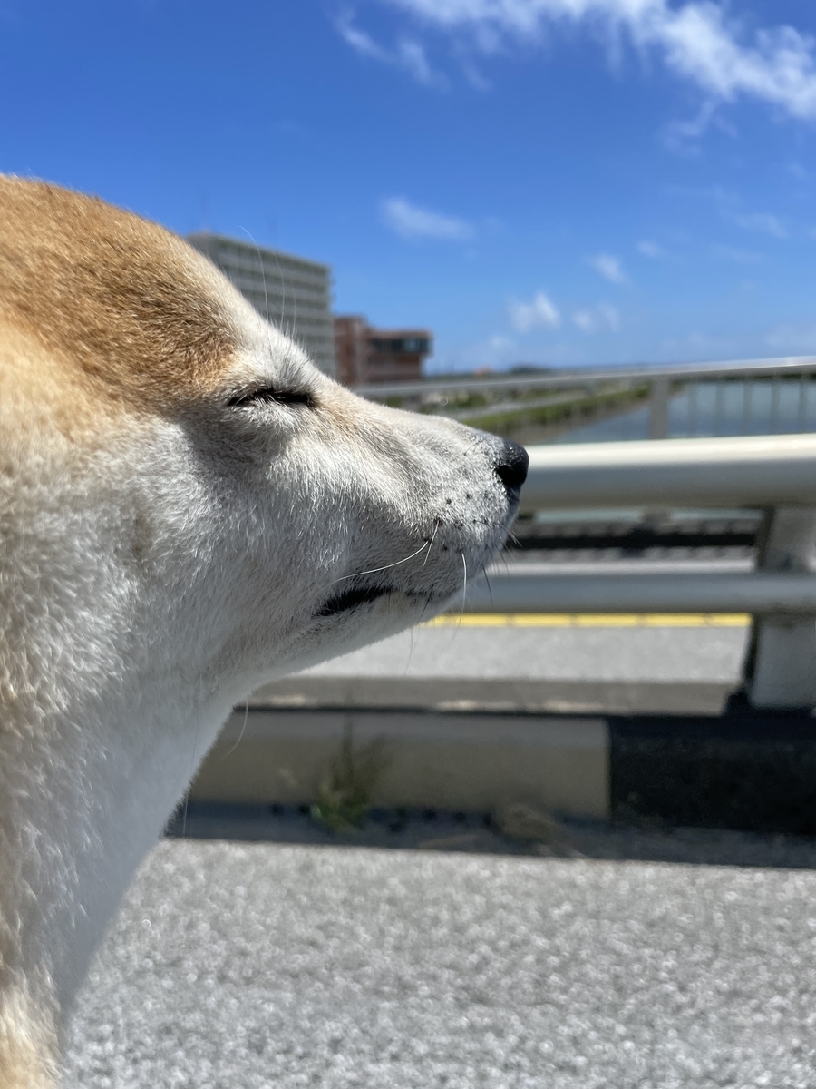 風を感じる犬