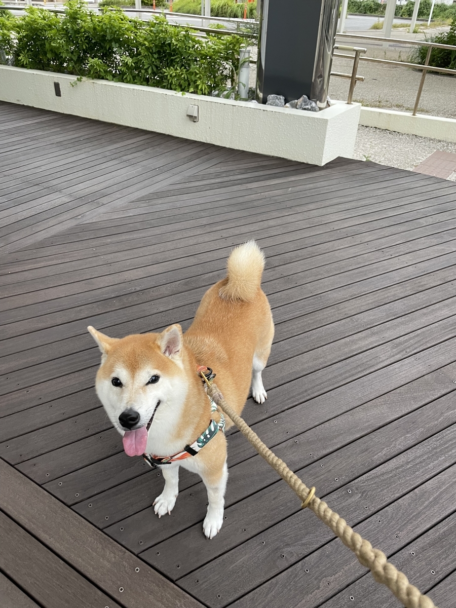 笑う犬